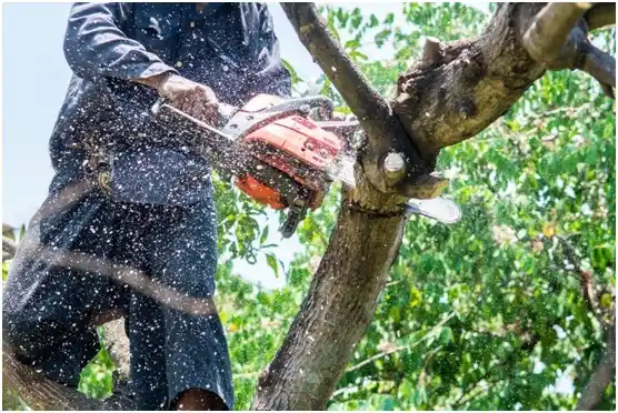 tree services Northlake